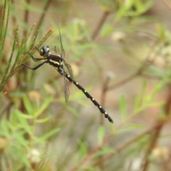 Eusynthemis tillyardi at Mittagong - 21 Jan 2023 by GlossyGal