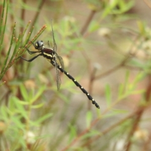 Eusynthemis tillyardi at Mittagong, NSW - 21 Jan 2023