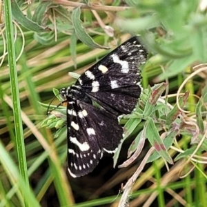 Phalaenoides tristifica at Lyneham, ACT - 23 Jan 2023