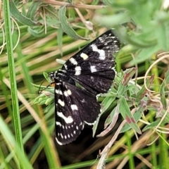 Phalaenoides tristifica (Willow-herb Day-moth) at Sullivans Creek, Lyneham - 23 Jan 2023 by trevorpreston