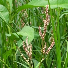 Persicaria lapathifolia (Pale Knotweed) at Sullivans Creek, Lyneham South - 23 Jan 2023 by trevorpreston