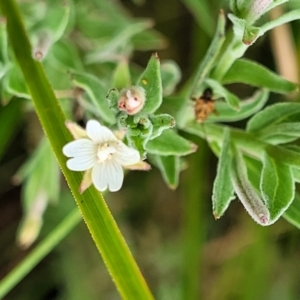 Epilobium hirtigerum at Lyneham, ACT - 23 Jan 2023