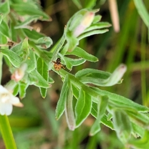 Epilobium hirtigerum at Lyneham, ACT - 23 Jan 2023