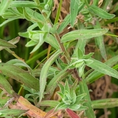 Epilobium hirtigerum at Lyneham, ACT - 23 Jan 2023