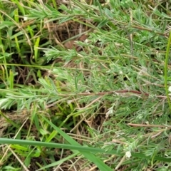 Epilobium hirtigerum at Lyneham, ACT - 23 Jan 2023 01:37 PM