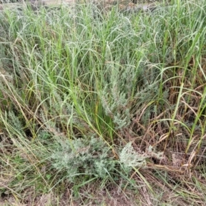 Epilobium hirtigerum at Lyneham, ACT - 23 Jan 2023