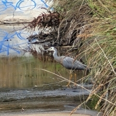 Egretta novaehollandiae (White-faced Heron) at Sullivans Creek, Lyneham South - 23 Jan 2023 by trevorpreston