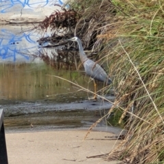 Egretta novaehollandiae at Lyneham, ACT - 23 Jan 2023