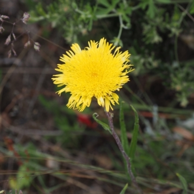 Podolepis jaceoides (Showy Copper-wire Daisy) at Cotter River, ACT - 10 Jan 2023 by RAllen