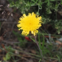 Podolepis jaceoides (Showy Copper-wire Daisy) at Bimberi Nature Reserve - 10 Jan 2023 by RAllen