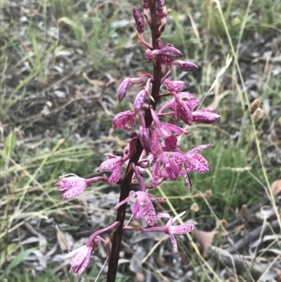 Dipodium punctatum (Blotched Hyacinth Orchid) at Red Hill Nature Reserve - 7 Jan 2023 by Tapirlord