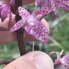 Dipodium punctatum at Deakin, ACT - 7 Jan 2023