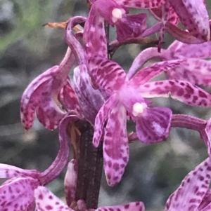 Dipodium punctatum at Deakin, ACT - 7 Jan 2023