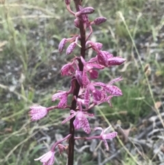 Dipodium punctatum at Deakin, ACT - 7 Jan 2023