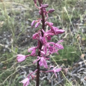 Dipodium punctatum at Deakin, ACT - 7 Jan 2023