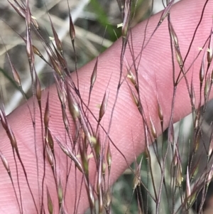 Lachnagrostis aemula at Cotter River, ACT - 8 Jan 2023