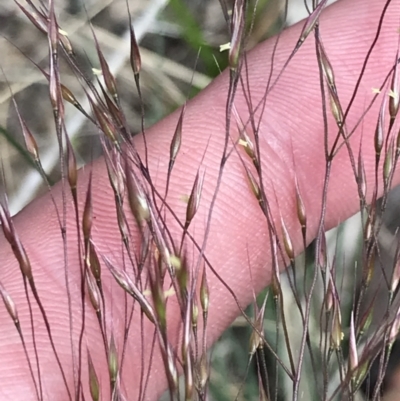 Lachnagrostis aemula (Blown Grass) at Namadgi National Park - 8 Jan 2023 by Tapirlord