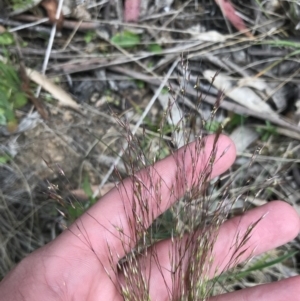 Lachnagrostis aemula at Cotter River, ACT - 8 Jan 2023