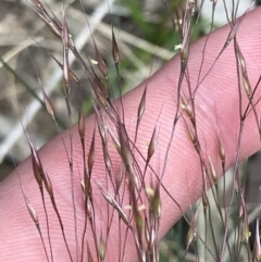 Lachnagrostis aemula at Cotter River, ACT - 8 Jan 2023