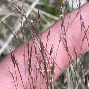 Lachnagrostis aemula at Cotter River, ACT - 8 Jan 2023