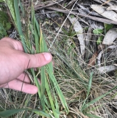 Lachnagrostis aemula at Cotter River, ACT - 8 Jan 2023 03:13 PM