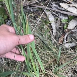 Lachnagrostis aemula at Cotter River, ACT - 8 Jan 2023