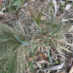 Lachnagrostis aemula at Cotter River, ACT - 8 Jan 2023