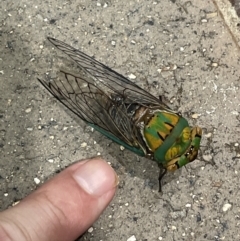 Macrotristria sylvara (Green Cherrynose) at Port Douglas, QLD - 22 Jan 2023 by Mavis