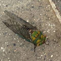 Macrotristria sylvara at Port Douglas, QLD - 22 Jan 2023 08:57 PM