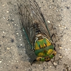 Macrotristria sylvara at Port Douglas, QLD - 22 Jan 2023 08:57 PM