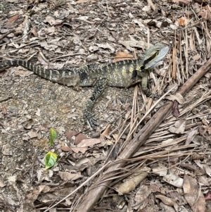 Intellagama lesueurii at Kuranda, QLD - 21 Jan 2023 12:12 PM
