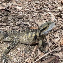 Intellagama lesueurii at Kuranda, QLD - 21 Jan 2023 12:12 PM