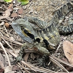 Intellagama lesueurii at Kuranda, QLD - 21 Jan 2023 12:12 PM