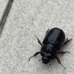 Unidentified Scarab beetle (Scarabaeidae) at Port Douglas, QLD - 18 Jan 2023 by Mavis