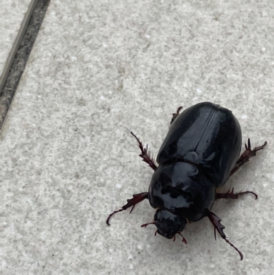 Unidentified Scarab beetle (Scarabaeidae) at Port Douglas, QLD - 19 Jan 2023 by Mavis