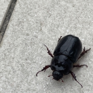 Unidentified Scarab beetle (Scarabaeidae) (TBC) at suppressed by Mavis