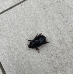 Unverified at suppressed - suppressed