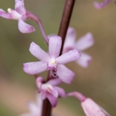 Dipodium roseum (Rosy Hyacinth Orchid) at Paddys River, ACT - 20 Jan 2023 by SWishart