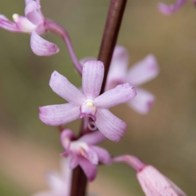 Dipodium roseum (Rosy Hyacinth Orchid) at Paddys River, ACT - 20 Jan 2023 by SWishart