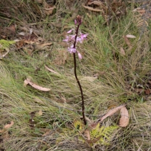 Dipodium roseum at Paddys River, ACT - 20 Jan 2023