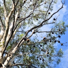 Pteropus sp. (poliocephalus or scapulatus) (Flying Fox) at Shellharbour, NSW - 23 Jan 2023 by plants