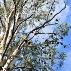 Pteropus sp. (genus) (Flying-fox) at Shellharbour, NSW - 23 Jan 2023 by plants