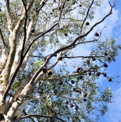 Pteropus sp. (genus) (Flying-fox) at Shellharbour, NSW - 23 Jan 2023 by plants