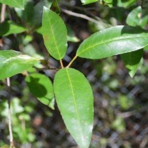 Croton verreauxii at Shellharbour, NSW - 23 Jan 2023