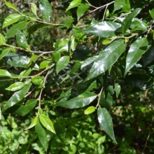 Streblus brunonianus at Shellharbour, NSW - 23 Jan 2023