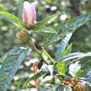 Hibiscus heterophyllus at Shellharbour, NSW - 23 Jan 2023