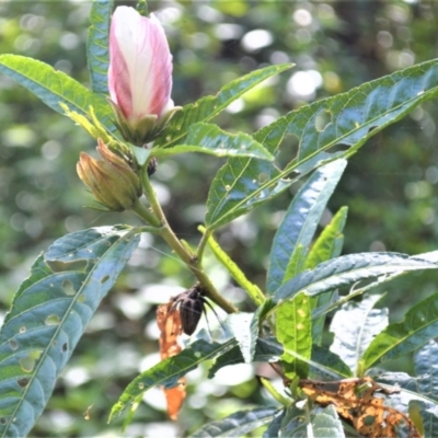 Hibiscus heterophyllus (Wild Rosella) at Shellharbour, NSW - 23 Jan 2023 by plants