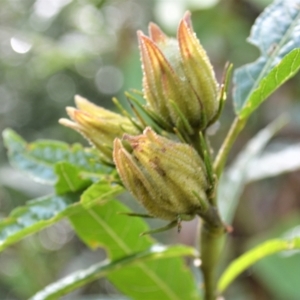 Hibiscus heterophyllus at Shellharbour, NSW - 23 Jan 2023