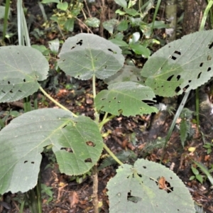 Dendrocnide excelsa at Blackbutt, NSW - 23 Jan 2023