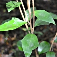 Scolopia braunii (Flintwood) at Blackbutt, NSW - 23 Jan 2023 by plants